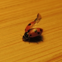 Hippodamia variegata (Spotted Amber Ladybird) at Pollinator-friendly garden Conder - 2 Nov 2018 by michaelb