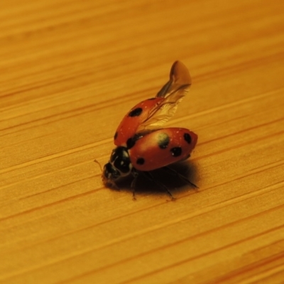 Hippodamia variegata (Spotted Amber Ladybird) at Conder, ACT - 2 Nov 2018 by michaelb