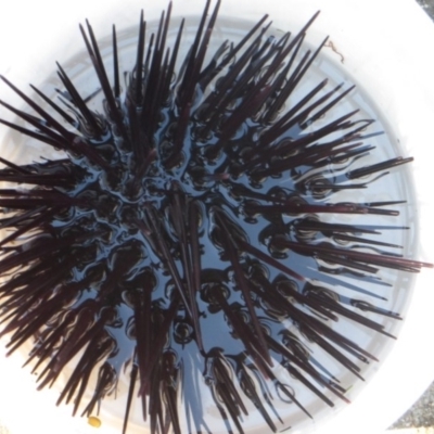 Centrostephanus rodgersii (Black Sea Urchin) at Narooma, NSW - 30 May 2015 by MichaelMcMaster