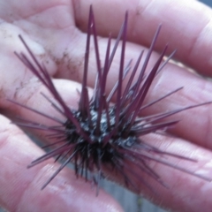 Centrostephanus rodgersii at Narooma, NSW - 31 May 2015