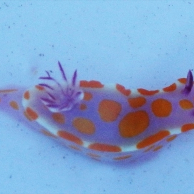 Ceratosoma amoenum (Clown Nudibranch) at Narooma, NSW - 31 May 2015 by MichaelMcMaster