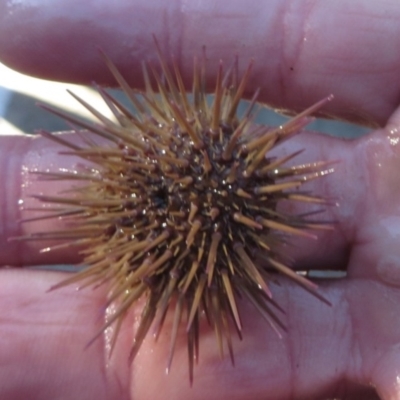 Unidentified Sea Urchin at Narooma, NSW - 30 May 2015 by MichaelMcMaster