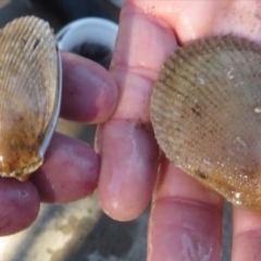 Unidentified Pipi, Clam or Oyster (Bivalvia) at Narooma, NSW - 30 May 2015 by MichaelMcMaster