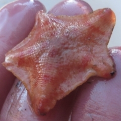 Unidentified Sea Star at Narooma, NSW - 30 May 2015 by MichaelMcMaster