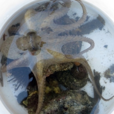 Unidentified Octopuses, Cuttlefish or Squid at Narooma, NSW - 30 May 2015 by MichaelMcMaster