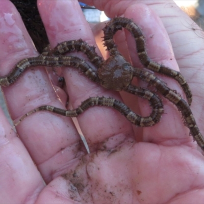 Ophionereis schayeri (Banded Brittle Star) at Narooma, NSW - 31 May 2015 by MichaelMcMaster