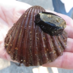 Pecten (Pecten) fumatus at Narooma, NSW - 31 May 2015 by MichaelMcMaster