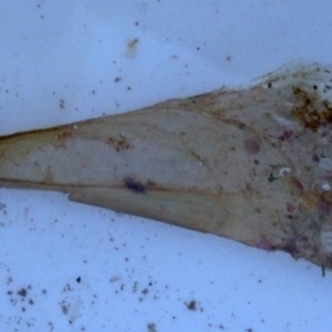 Pinna bicolor at Narooma, NSW - 31 May 2015 12:00 AM