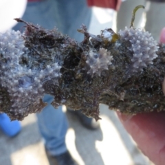 PORIFERA (phylum) at Narooma, NSW - 31 May 2015 by MichaelMcMaster