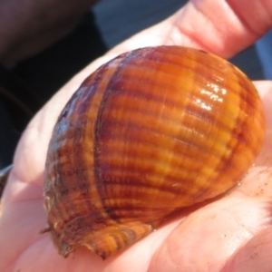 Tonna variegata at Narooma, NSW - 31 May 2015 12:00 AM