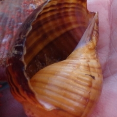 Tonna variegata at Narooma, NSW - 31 May 2015 12:00 AM