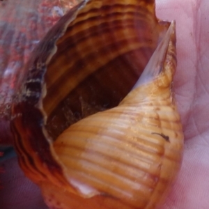 Tonna variegata at Narooma, NSW - 31 May 2015