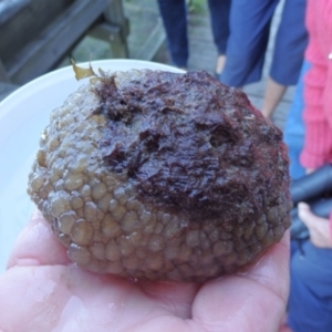 Umbraculum umbraculum at Narooma, NSW - 31 May 2015