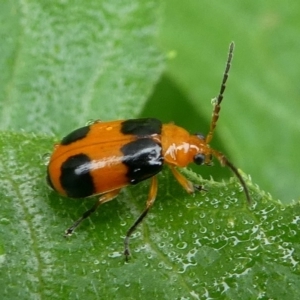 Aulacophora hilaris at Kambah, ACT - 20 Jan 2019 08:59 AM