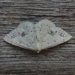 Taxeotis intextata (Looper Moth, Grey Taxeotis) at Pollinator-friendly garden Conder - 10 Nov 2018 by michaelb