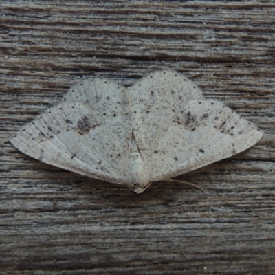 Taxeotis intextata (Looper Moth, Grey Taxeotis) at Conder, ACT - 10 Nov 2018 by michaelb