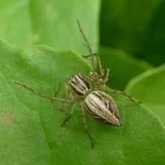 Oxyopes (genus) (Lynx spider) at Kambah, ACT - 23 Jan 2019 by HarveyPerkins