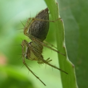 Oxyopes sp. (genus) at Kambah, ACT - 23 Jan 2019