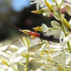 Syllitus rectus (Longhorn beetle) at Conder, ACT - 24 Dec 2018 by michaelb