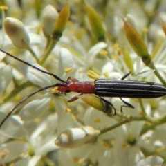 Syllitus rectus at Conder, ACT - 24 Dec 2018 03:33 PM