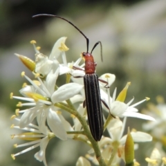 Syllitus rectus at Conder, ACT - 24 Dec 2018