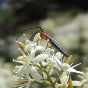 Syllitus rectus at Conder, ACT - 24 Dec 2018 03:33 PM