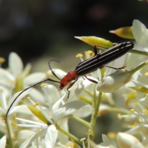 Syllitus rectus at Conder, ACT - 24 Dec 2018 03:33 PM