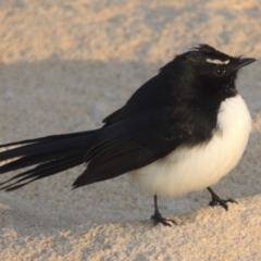 Rhipidura leucophrys (Willie Wagtail) at Pretty Beach, NSW - 14 Jun 2014 by michaelb