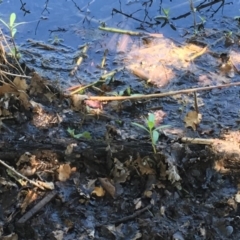 Alternanthera philoxeroides (Alligator Weed) at Canberra Central, ACT - 19 Jan 2019 by JaneR