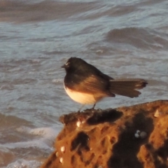 Rhipidura leucophrys (Willie Wagtail) at Murramarang National Park - 4 Jun 2014 by michaelb