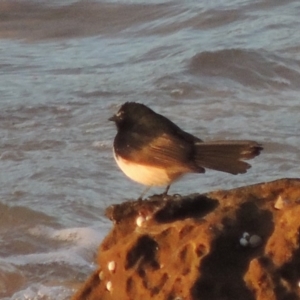 Rhipidura leucophrys at Pretty Beach, NSW - 5 Jun 2014