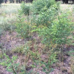 Robinia pseudoacacia at Canberra Central, ACT - 19 Jan 2019