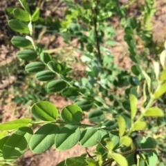 Robinia pseudoacacia at Canberra Central, ACT - 19 Jan 2019