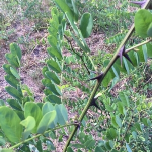 Robinia pseudoacacia at Canberra Central, ACT - 19 Jan 2019