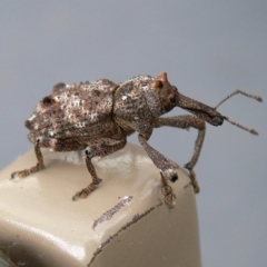 Orthorhinus cylindrirostris (Elephant Weevil) at Kambah, ACT - 2 Jan 2011 by HarveyPerkins