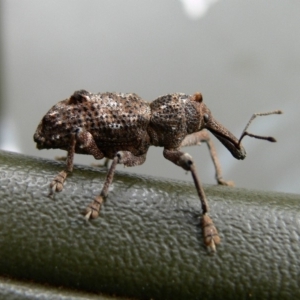 Orthorhinus cylindrirostris at Kambah, ACT - 2 Jan 2011 09:32 AM