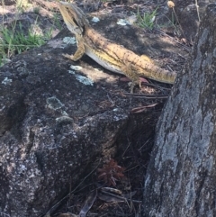 Pogona barbata (Eastern Bearded Dragon) at Farrer, ACT - 19 Jan 2019 by Logiebear