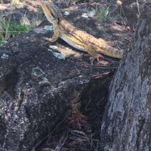 Pogona barbata at Farrer, ACT - suppressed