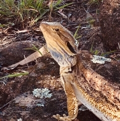 Pogona barbata (Eastern Bearded Dragon) at Farrer Ridge - 19 Jan 2019 by Logiebear