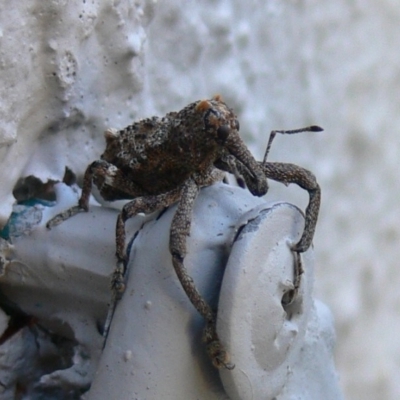 Orthorhinus cylindrirostris (Elephant Weevil) at Kambah, ACT - 26 Oct 2010 by HarveyPerkins