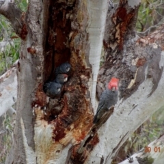 Callocephalon fimbriatum (Gang-gang Cockatoo) at Deakin, ACT - 20 Jan 2019 by TomT