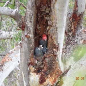 Callocephalon fimbriatum at Deakin, ACT - suppressed