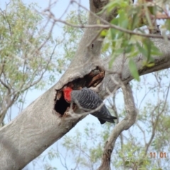 Callocephalon fimbriatum (Gang-gang Cockatoo) at Deakin, ACT - 11 Jan 2019 by TomT