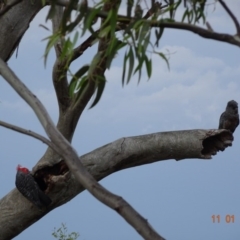 Callocephalon fimbriatum at Deakin, ACT - 11 Jan 2019