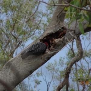 Callocephalon fimbriatum at Deakin, ACT - 11 Jan 2019