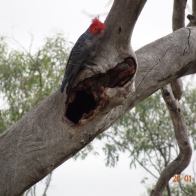 Callocephalon fimbriatum (Gang-gang Cockatoo) at Deakin, ACT - 19 Jan 2019 by TomT