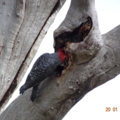 Callocephalon fimbriatum at Deakin, ACT - 20 Jan 2019