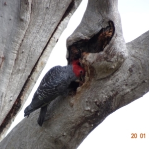 Callocephalon fimbriatum at Deakin, ACT - 20 Jan 2019