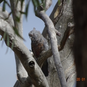 Callocephalon fimbriatum at Deakin, ACT - 20 Jan 2019