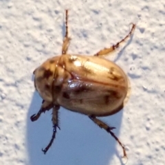 Cyclocephala signaticollis (Argentinian scarab) at Ainslie, ACT - 12 Jan 2019 by jb2602